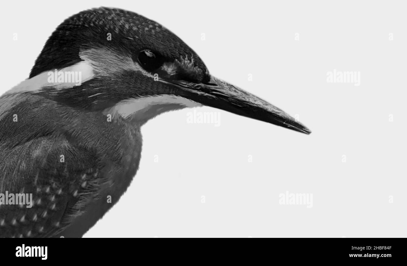 Bella faccia di Closeup Kingfisher Bird sullo sfondo bianco Foto Stock