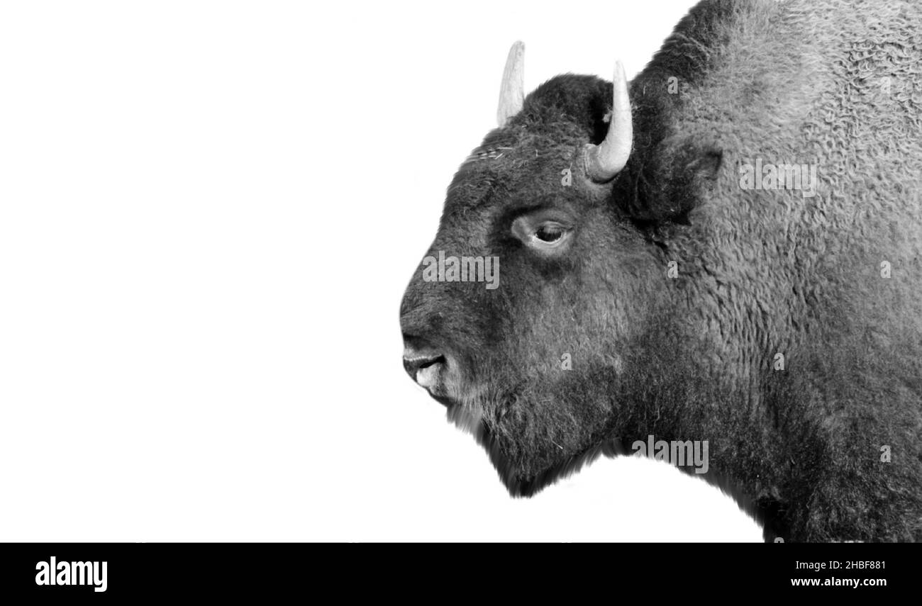 Faccia di bisonte grande e pesante sullo sfondo bianco Foto Stock