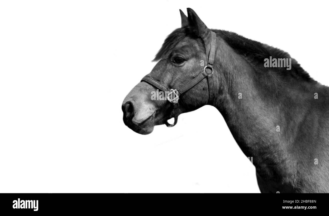 Bell'aspetto del cavallo per animali domestici sullo sfondo bianco Foto Stock