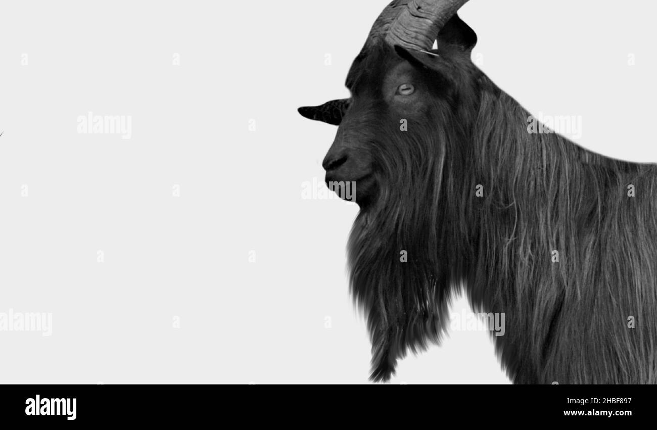 Big Hair Black Goat Face sullo sfondo bianco Foto Stock