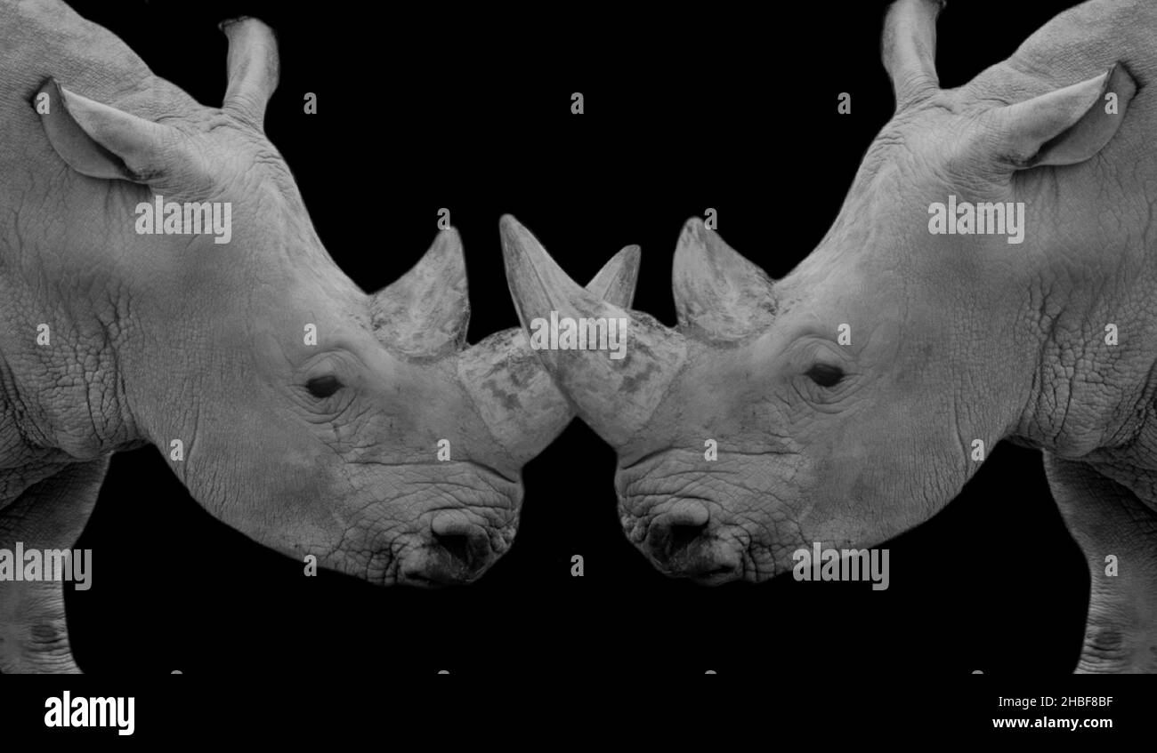 Due pericolosi Rhino Closeup faccia sullo sfondo nero Foto Stock