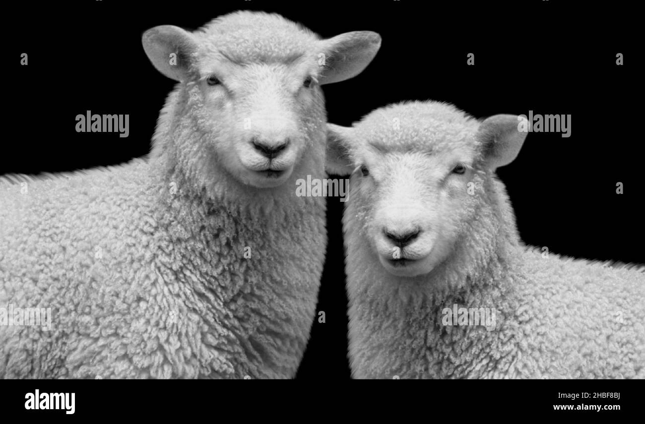 Due belle pecore faccia felice sullo sfondo nero Foto Stock