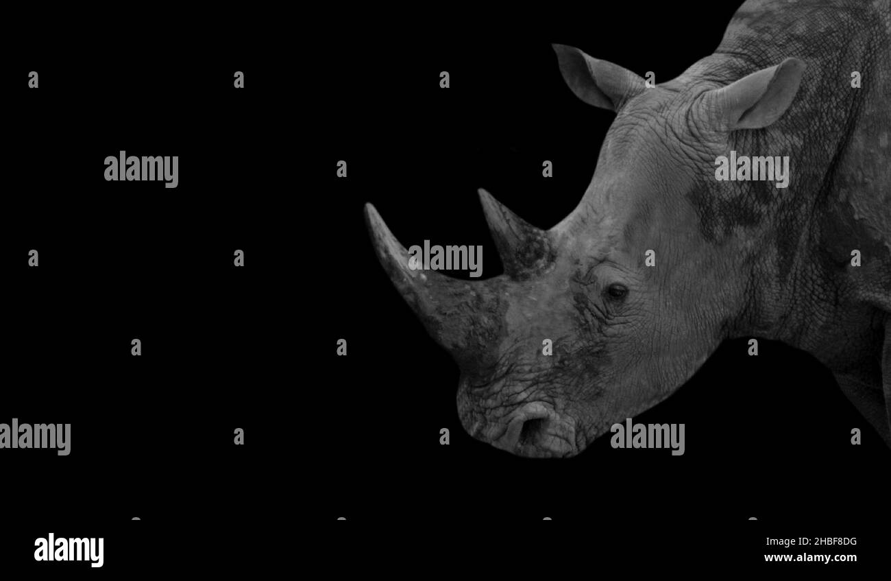 Rhino bianco e nero faccia laterale Ritratto su sfondo nero Foto Stock