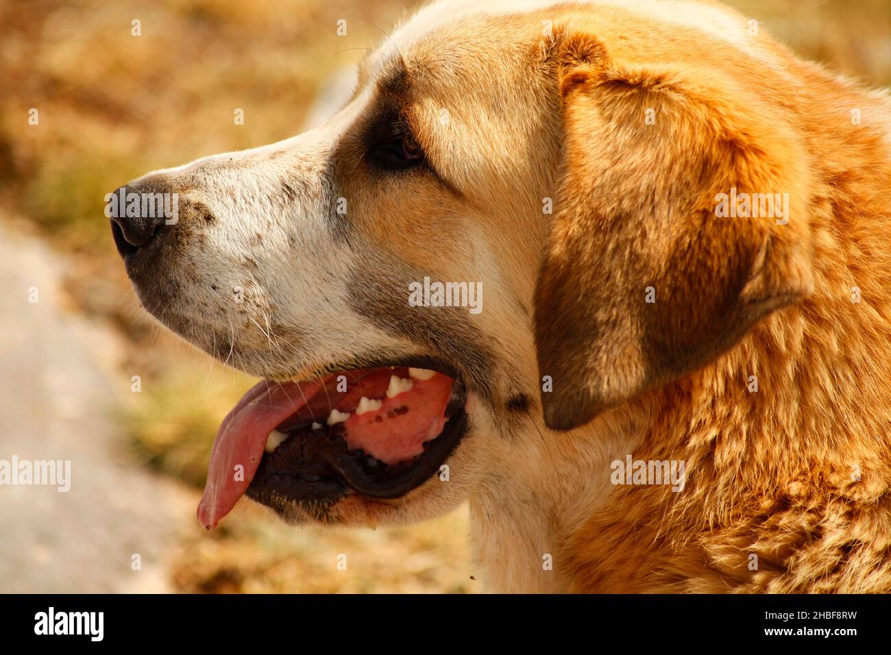 PASTORE DEL CANE Foto Stock