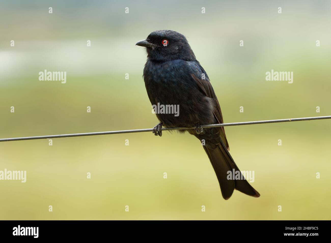 Drongo con coda a forchetta - Dicrurus adsimilis anche Drongo comune, drongo africano o savanna drongo, famiglia Dicruridae, uccello nero passerino di medie dimensioni, na Foto Stock