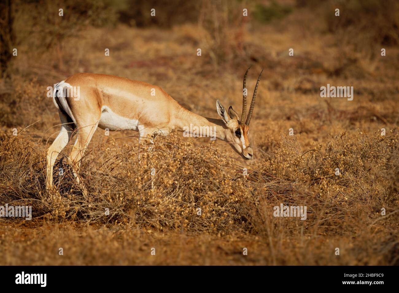 Grants Gazelle - Nanger grandi specie di gazzelle dalla Tanzania settentrionale al Sudan meridionale e all'Etiopia, dalla costa keniana al lago Victoria, Swahili Foto Stock