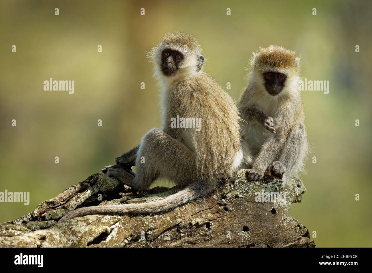 Scimmia Vervet - Chlorocebus pygerythrus - due scimmie di Cercopithecidae nativo dell'Africa, simile a malbrouck (Chlorocebus cynosuros), duo seduto o Foto Stock