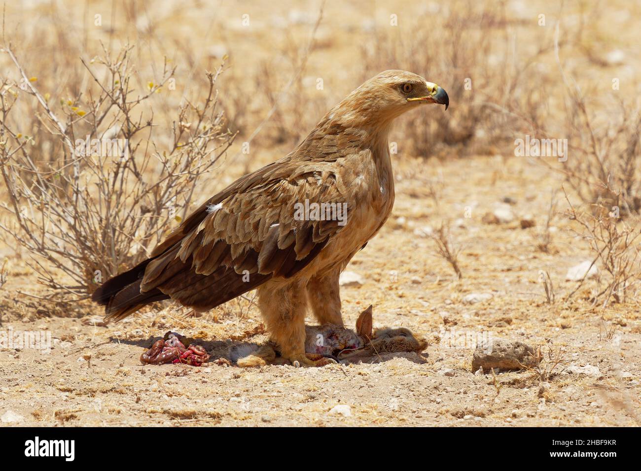 Aquila Tawny - Aquila rapace uccello della famiglia delle prede Accipitridae, sottofamiglia Aquilinae - aquile saccheggiate, Africa e subcontinente indiano, seduto sul Th Foto Stock