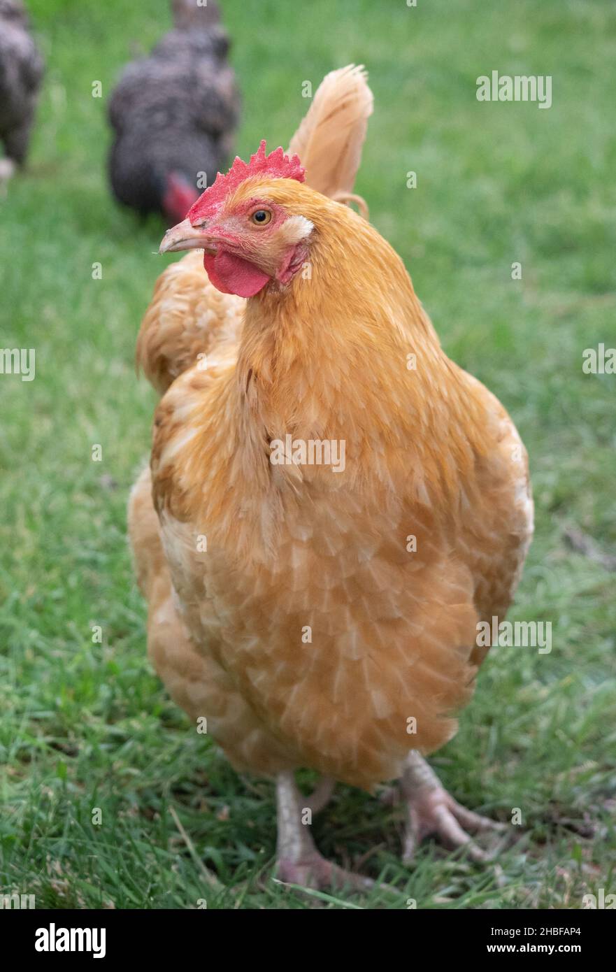 Primo piano di Buff Orpington gallina in piedi in erba verde di fronte fotocamera. Foto Stock