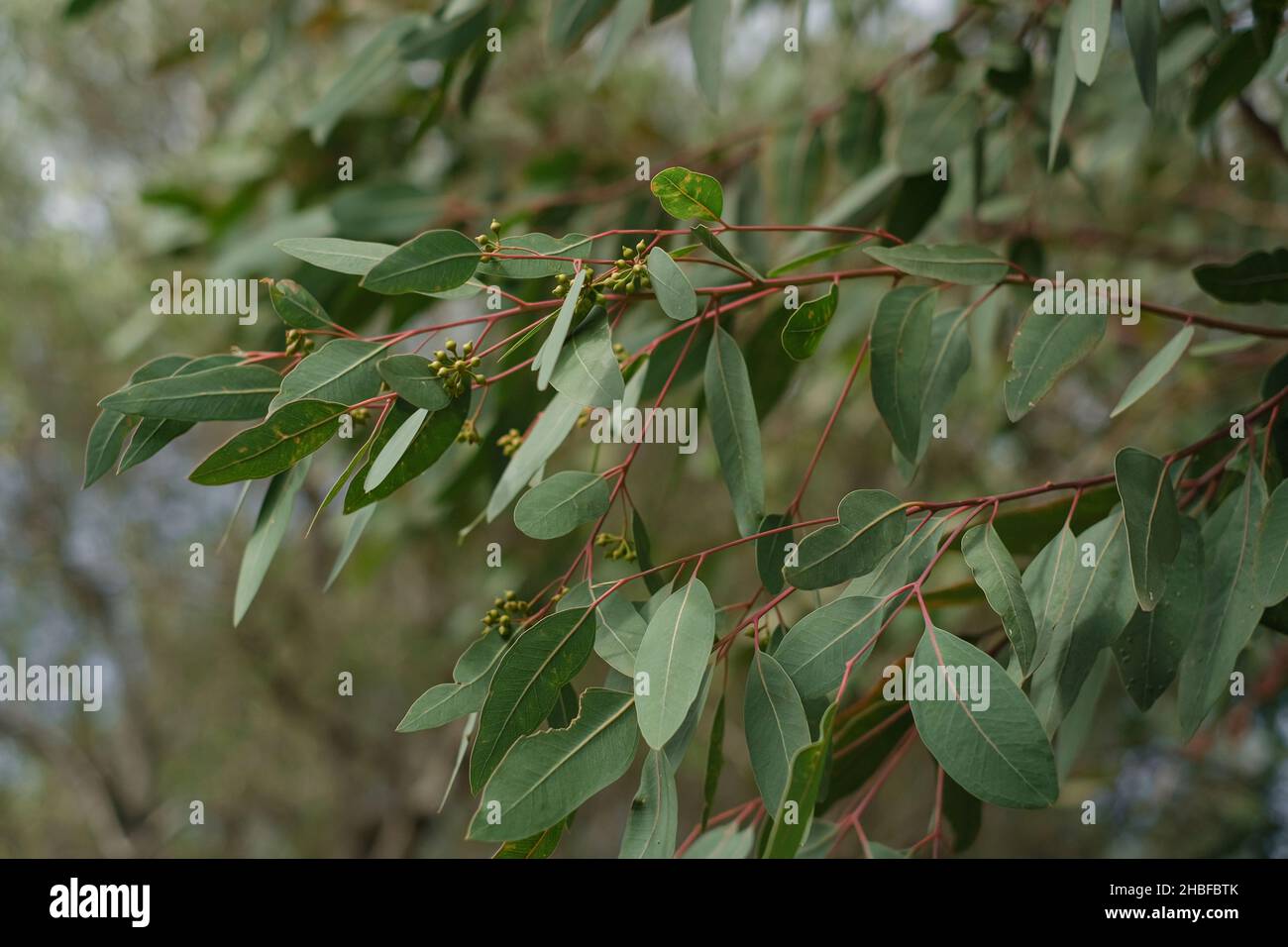 Albero di eucalipto ramo, piante sempreverdi natura Foto Stock