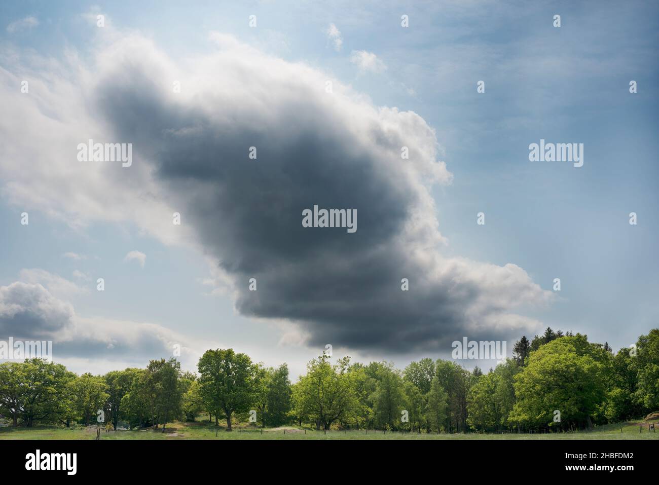 Nuvole scure su una foresta di primavera Foto Stock