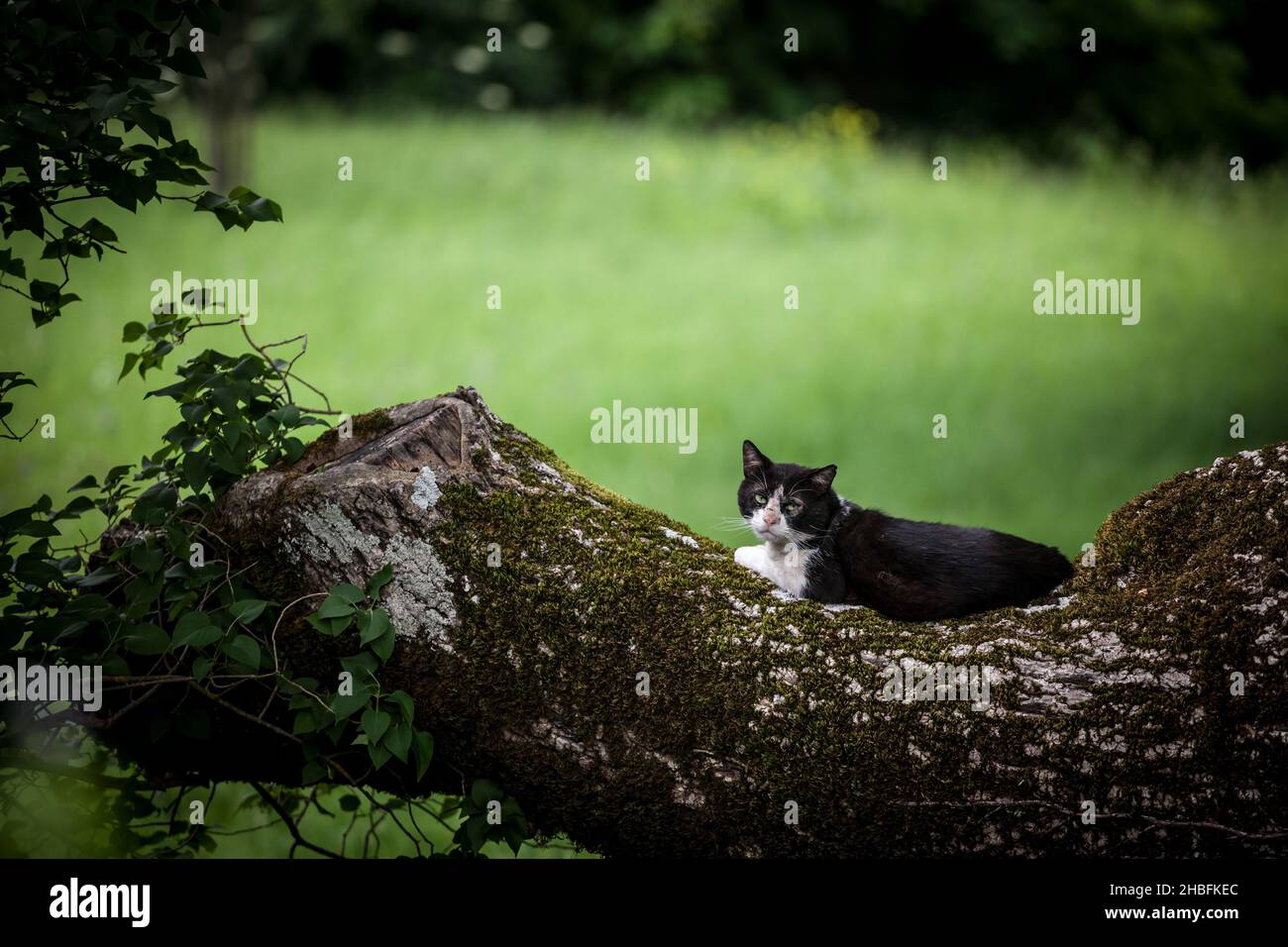 Immagine di un gatto bianco e nero randagio, guardando il fotografo con occhi arrabbiati. Foto Stock