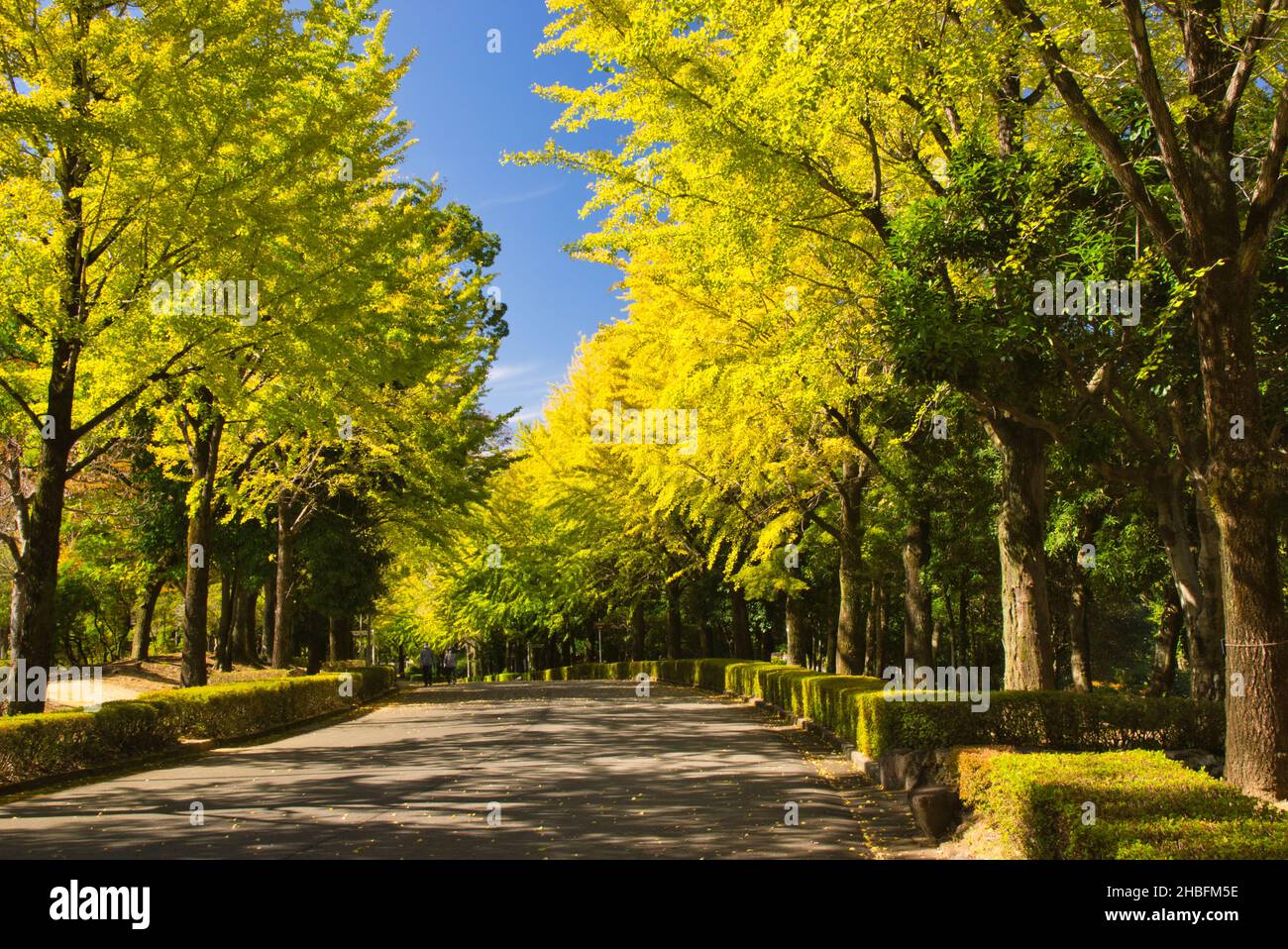 Fila di alberi di Ginkgo nel Parco Athletic di Kumamoto, Prefettura di Kumamoto, Giappone Foto Stock