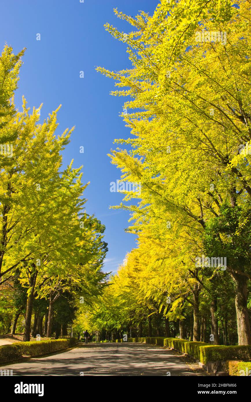 Fila di alberi di Ginkgo nel Parco Athletic di Kumamoto, Prefettura di Kumamoto, Giappone Foto Stock
