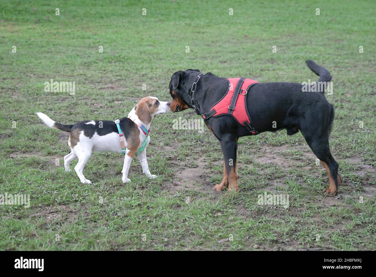 Rottweiler e il cane Beagle si incontrano e si conoscono al parco dei cani. Foto Stock