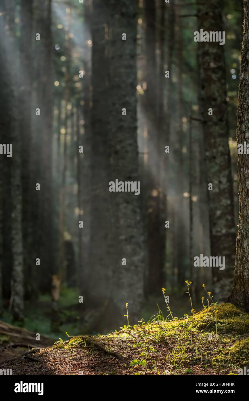 Raggi del sole attraverso nebbia illuminante muschio coperto foresta pavimento Foto Stock