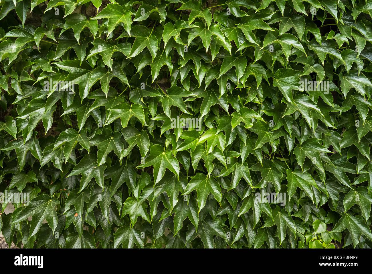 Foglie di colore verde sullo sfondo del modello Foto Stock