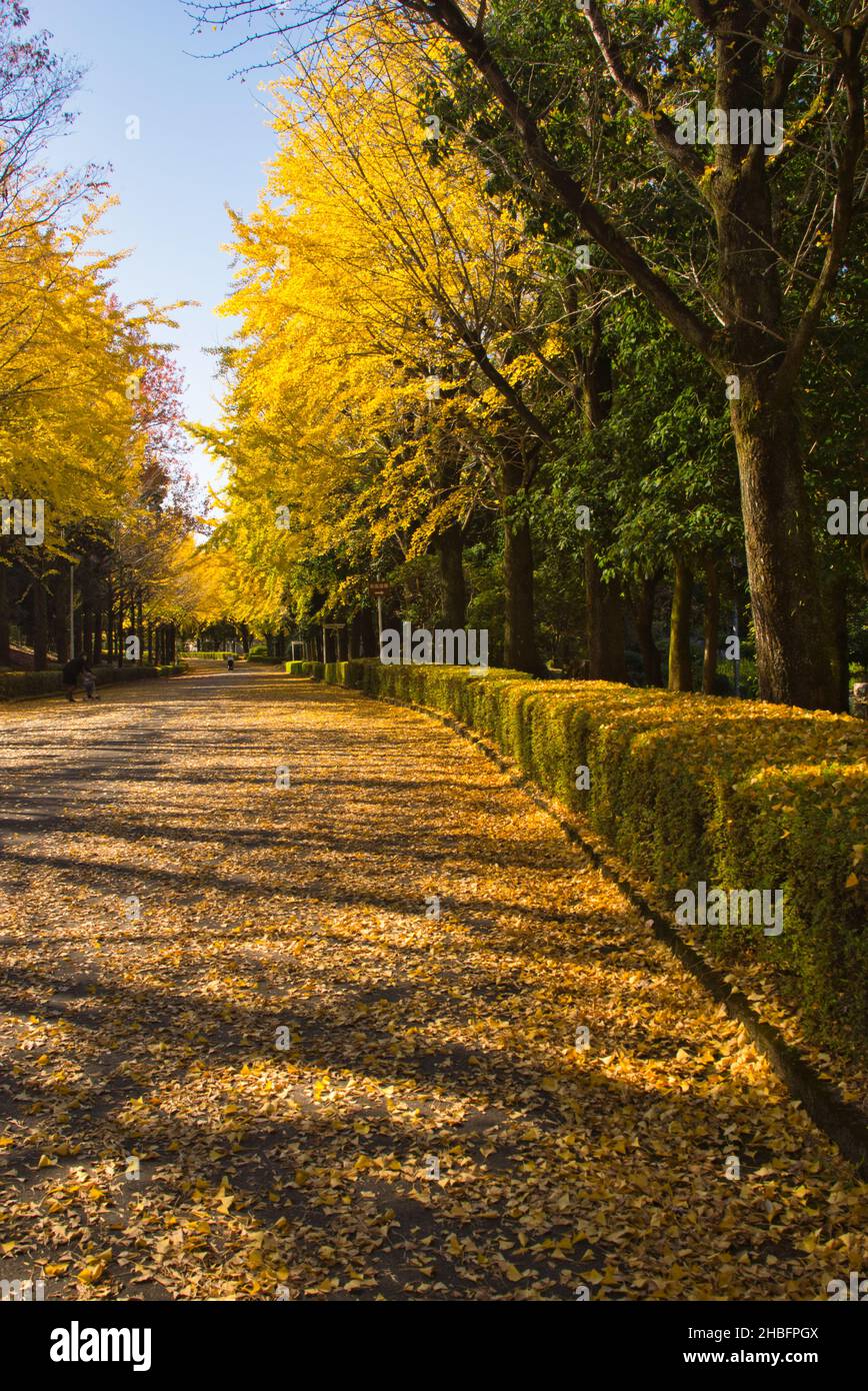 Fila di alberi di Ginkgo nel Parco Athletic di Kumamoto, Prefettura di Kumamoto, Giappone Foto Stock