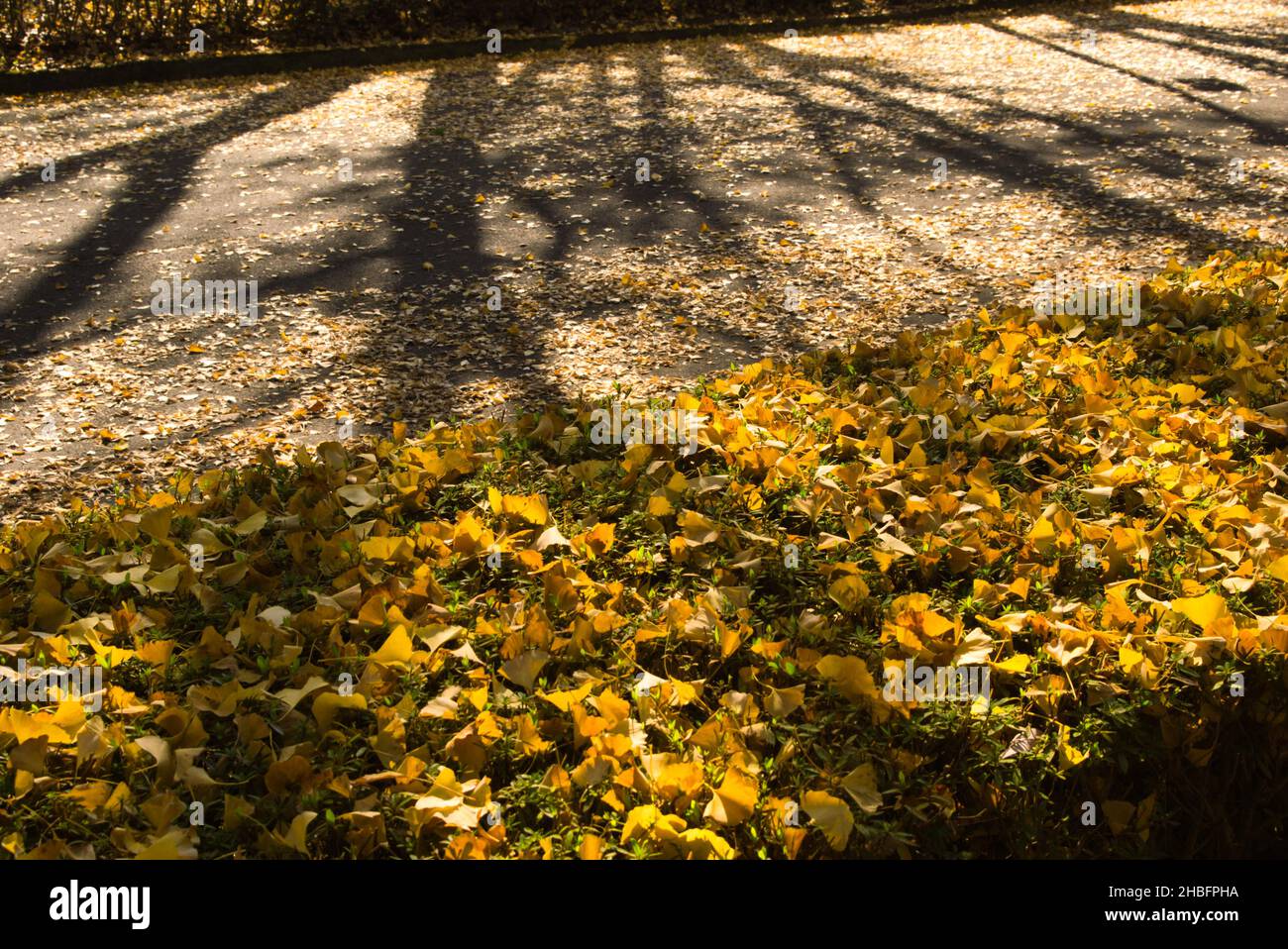 Fila di alberi di Ginkgo nel Parco Athletic di Kumamoto, Prefettura di Kumamoto, Giappone Foto Stock