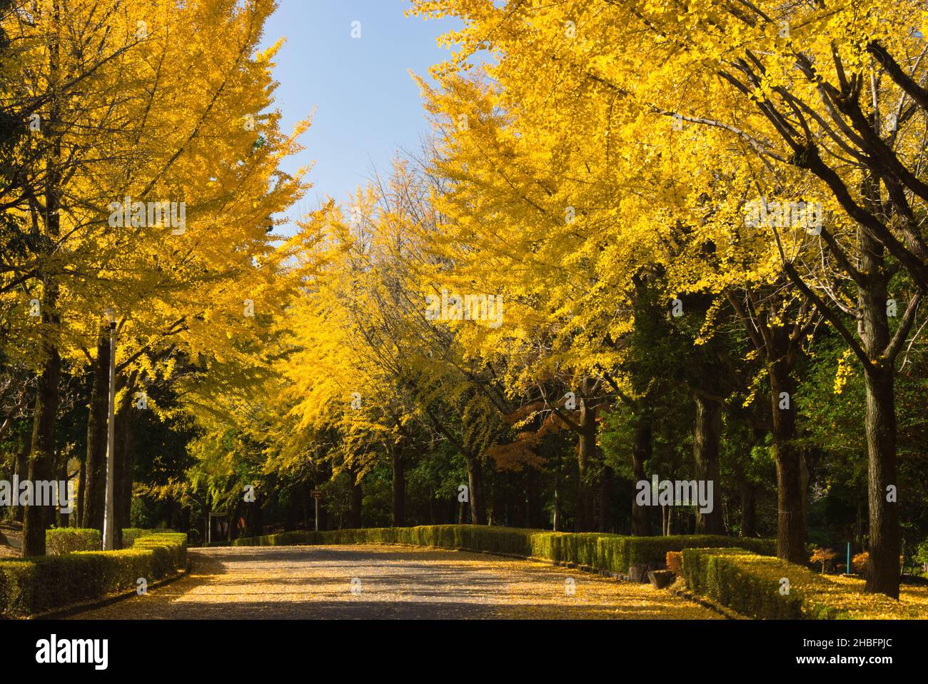 Fila di alberi di Ginkgo nel Parco Athletic di Kumamoto, Prefettura di Kumamoto, Giappone Foto Stock