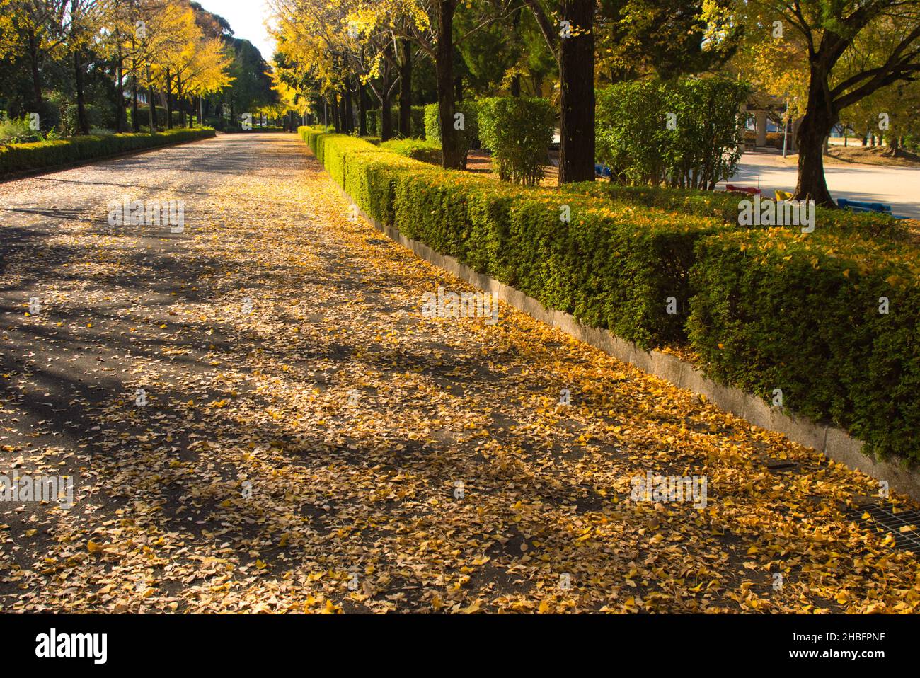 Fila di alberi di Ginkgo nel Parco Athletic di Kumamoto, Prefettura di Kumamoto, Giappone Foto Stock