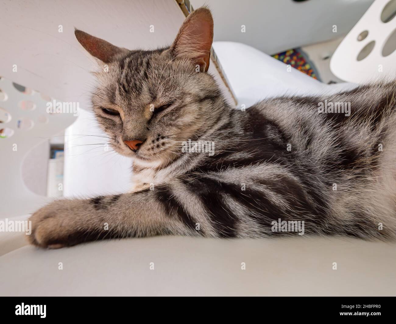 Primo piano di un gatto carino a Penghu, Taiwan Foto Stock