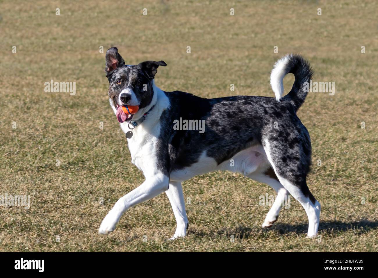 Il cane su un prato mentre gioca con una palla Foto Stock