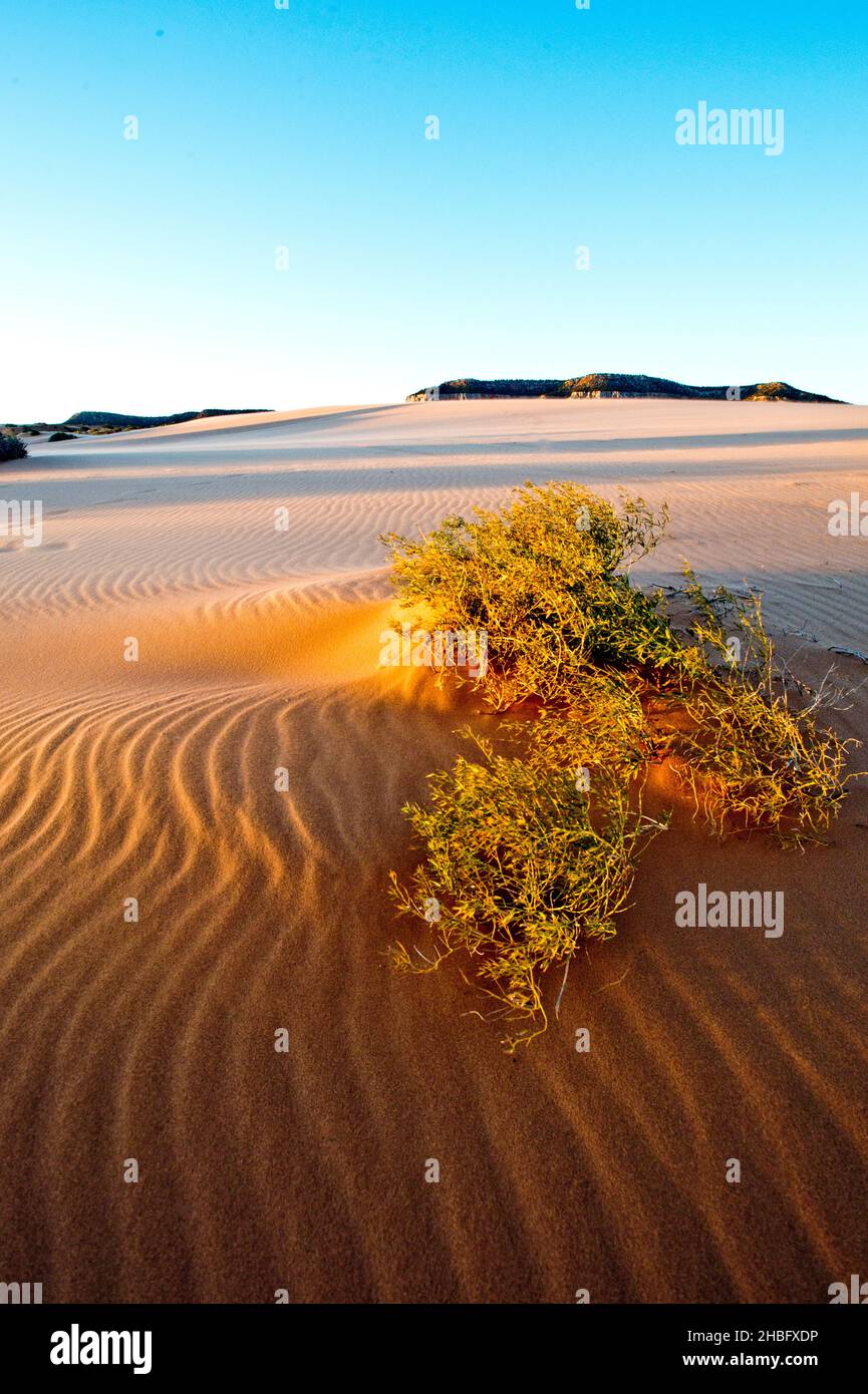 Ondate di sabbia e piante non identificate al Coral Pink Sand Dunes state Park Utah Foto Stock