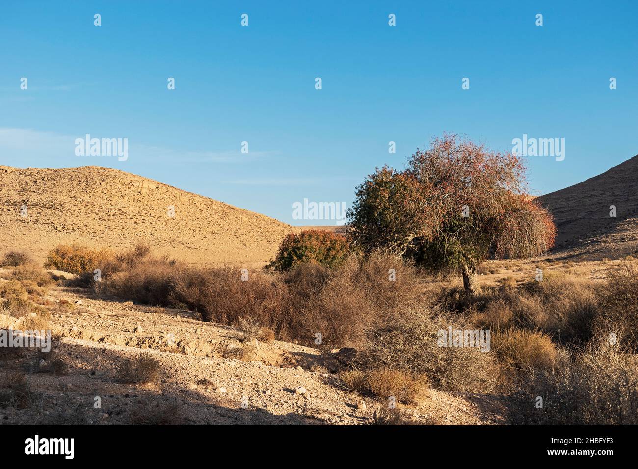 Pistacchio Atlantico Pistacia atlantica alberi circondati da altra vegetazione desertica nell'oasi di Wadi Lotz nel Negev in Israele con colline e Foto Stock