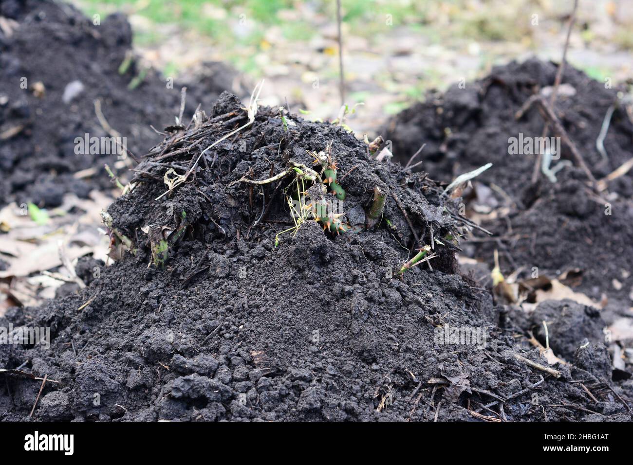 Rose winterizing in autunno creando un cumulo di suolo, compost sopra la base di una pianta potata di rosa. Un primo piano di una rosa bush montato per resistere alla vittoria Foto Stock