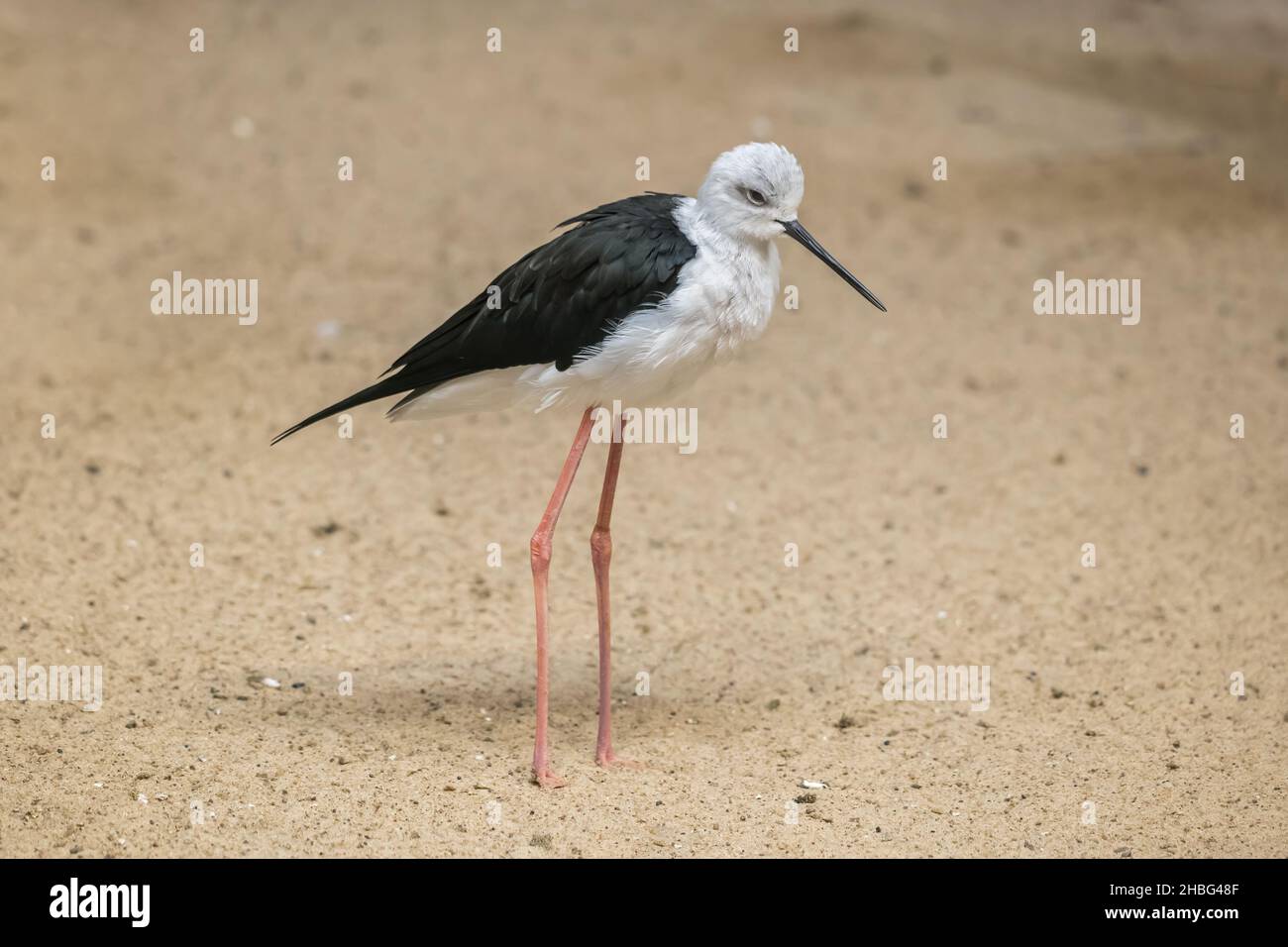 L'uccello vader a zampe lunghe (Himantopus himantopus) della famiglia degli avoceti e dei palafiti (Recurvirostridae), regione: Eurosiberia e Africana Foto Stock