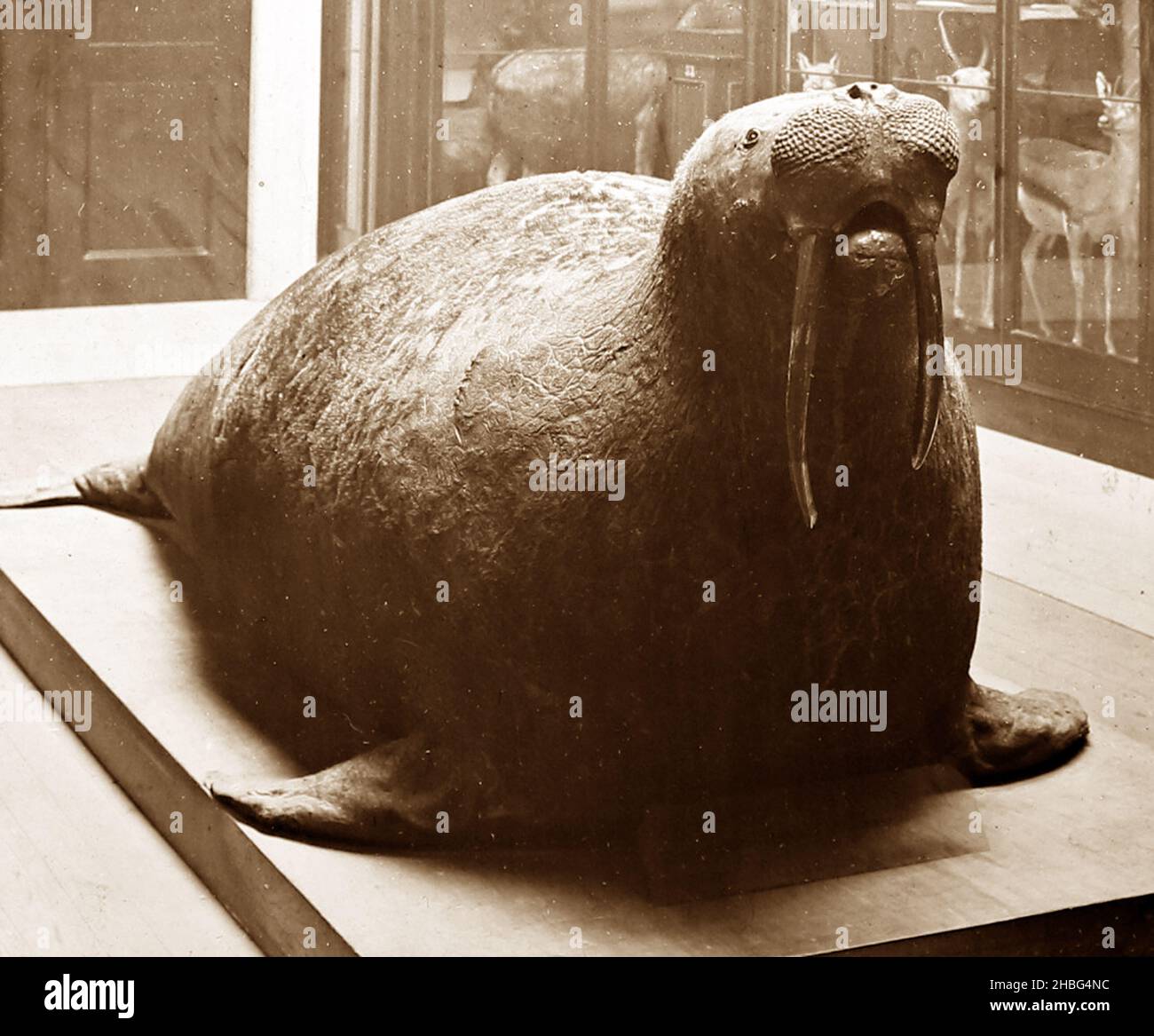 Walrus, British Museum, periodo vittoriano Foto Stock