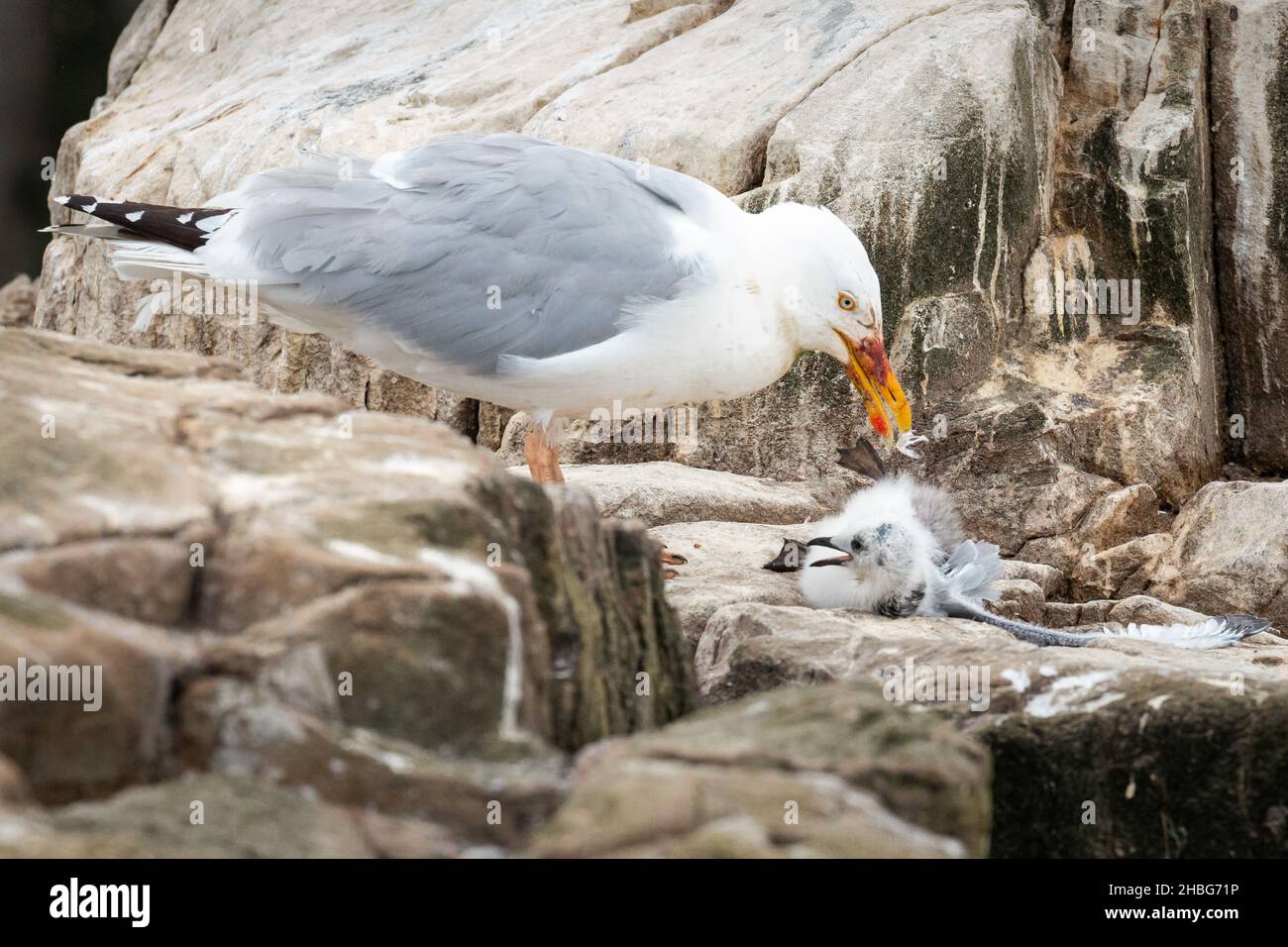 Kittiwake (Rissa tridactyla) pulcino è attaccato e ucciso da un gabbiano predatore di aringa (Larus argentatus) sulle scogliere delle Isole Farne Foto Stock