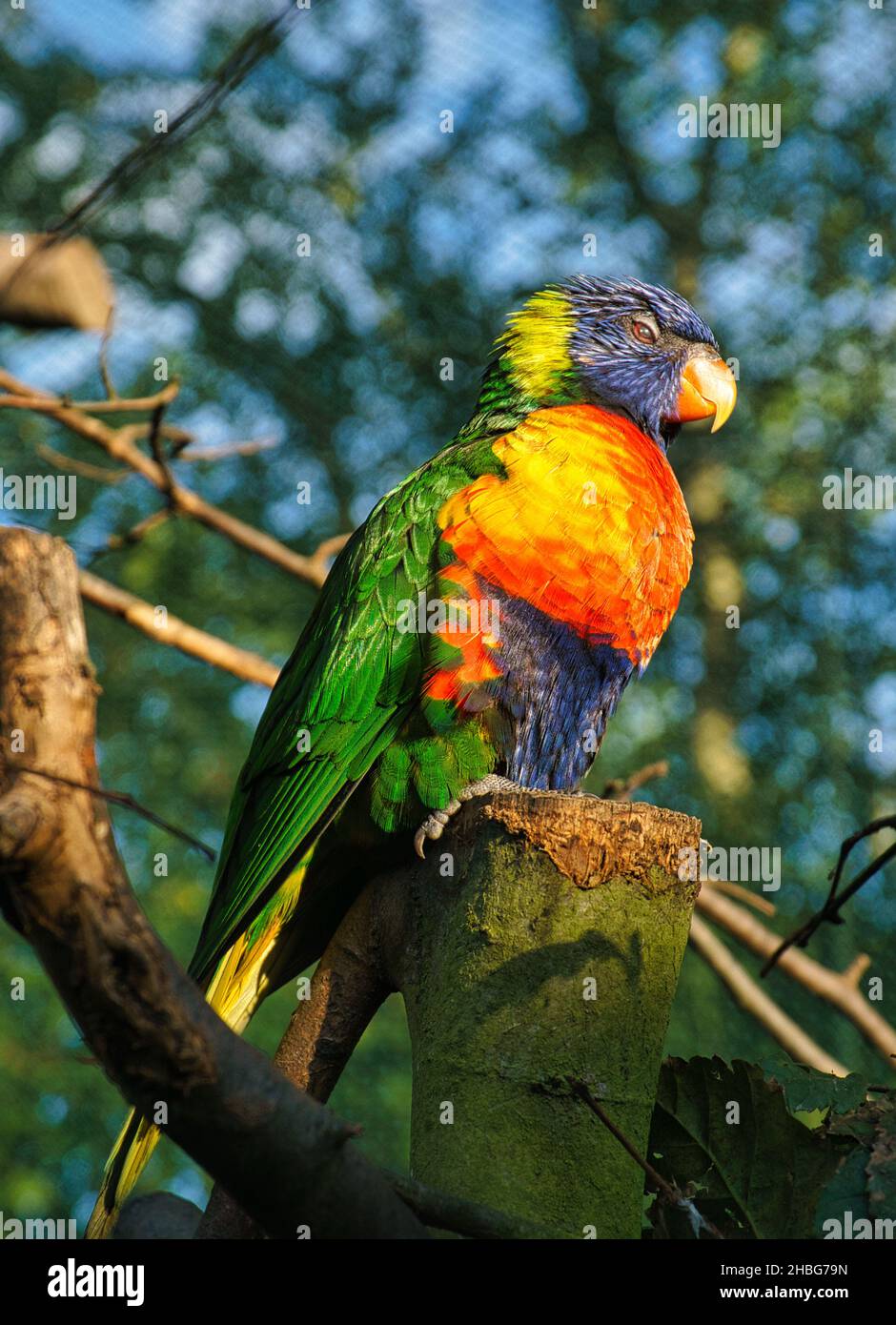 Lorikeet chiamato anche Lori in breve, sono uccelli simili a pappagallo in coloratissimo piumaggio. Sono molto curiosi e belli da vedere Foto Stock