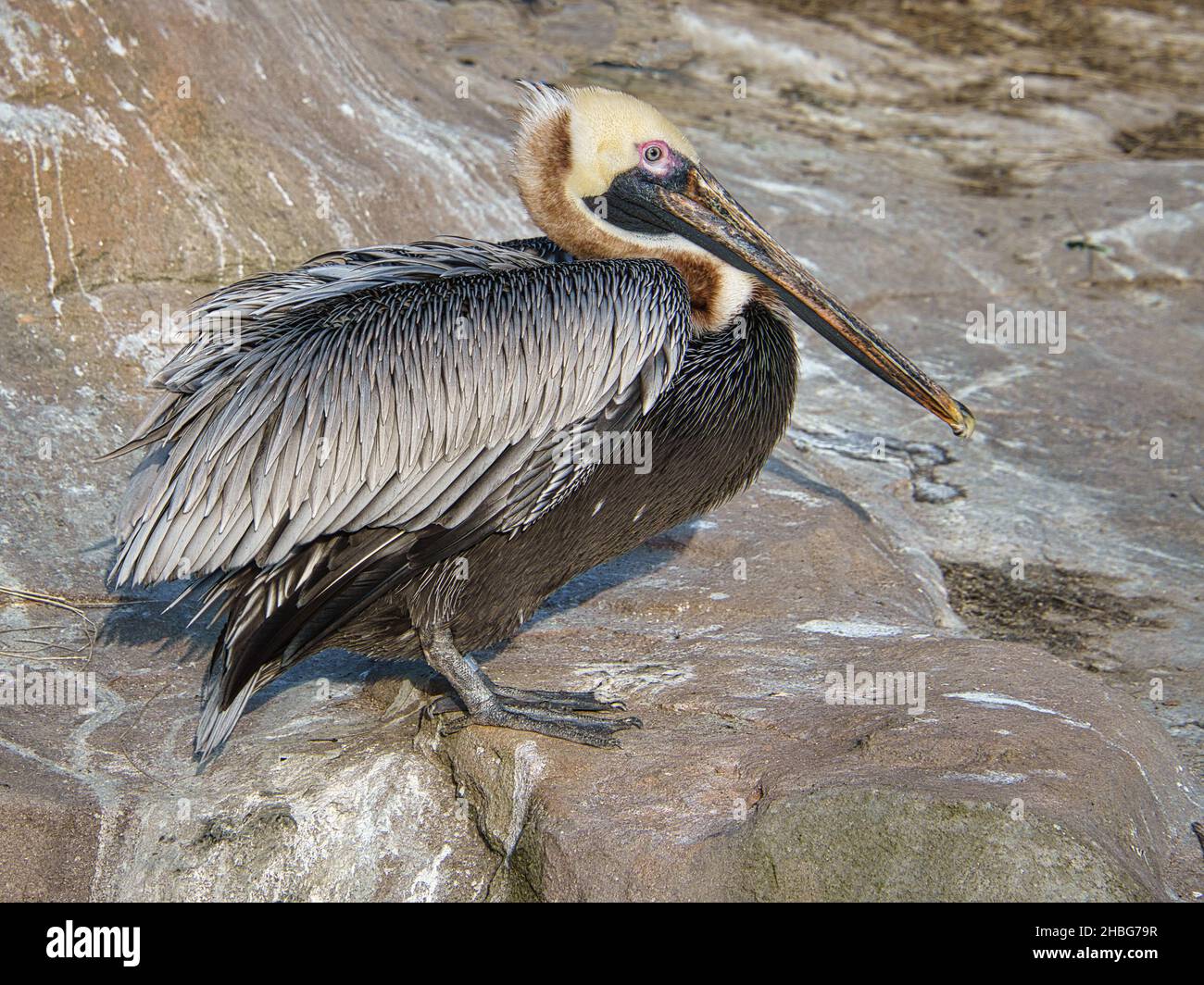 pelican registrato su una roccia. grande sciabola con piumaggio riccamente testurizzato. Uccello in ritratto. Foto Stock