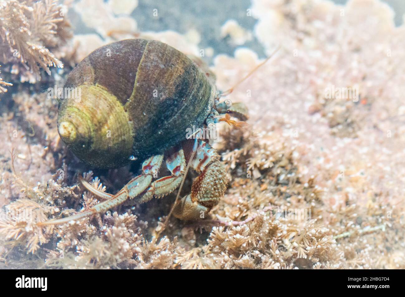 Il granchio eremita (Pagurus bernhardus) si muove attraverso le alghe nella piscina di roccia nella costa dello Yorkshire Foto Stock