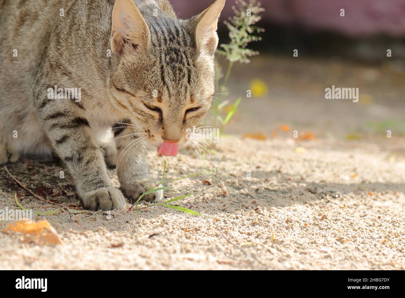 Foto ravvicinata di un gatto seduto a terra con la lingua che sporge Foto Stock