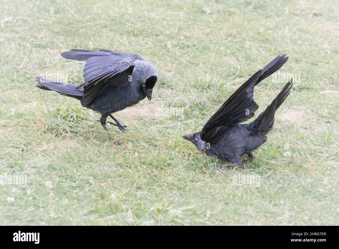 Un paio di jackdaws (Coloeus monidula) hanno una lotta su un po 'di cibo su un po' di prateria a Bempton Cliffs Foto Stock