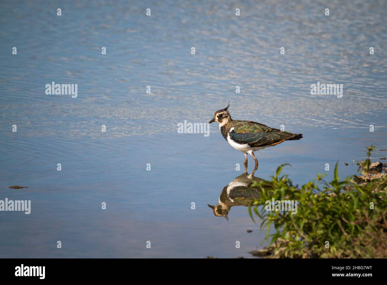 Il lappone (Vanellus vanellus) e il suo riflesso camminano attraverso l'acqua del lago Gluocestershire Foto Stock