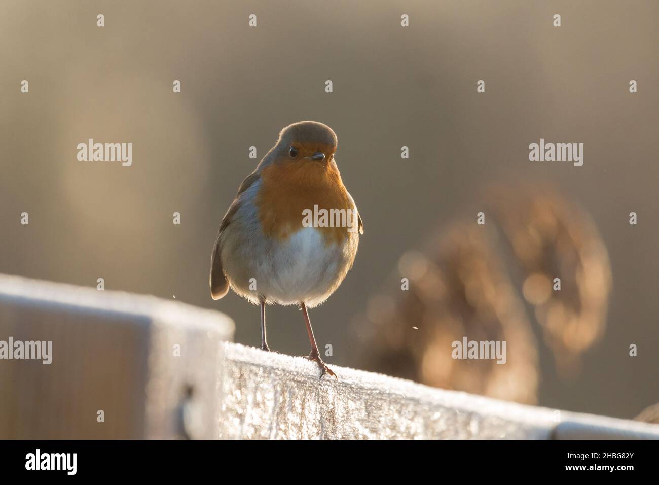 I piedi freddi fanno parte dell'essere un uccello come mostrato da questo robin (Erithacus rubecula) seduto su una recinzione congelata Foto Stock