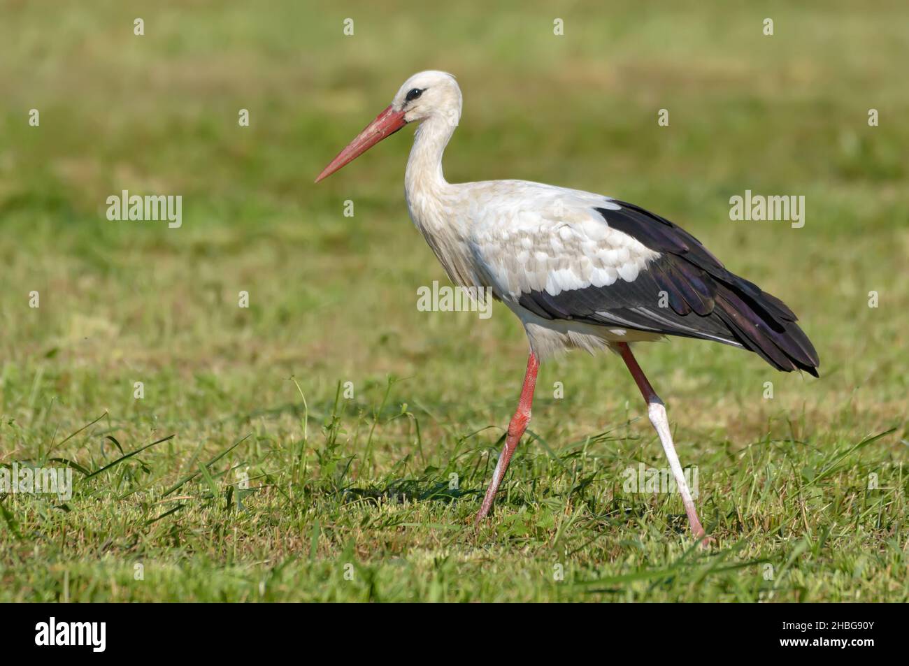 Cicogna bianca per adulti (Ciconia ciconia) cammina sul campo di falda in estate Foto Stock