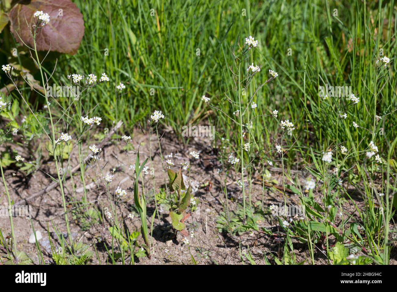 Acker-Schmalwand, Ackerschmalwand, Schotenkresse, Gänserauke, Arabidopsis thaliana, cress thale, cress topo-orecchio, arabidopsis, l’Arabette des dames, L Foto Stock