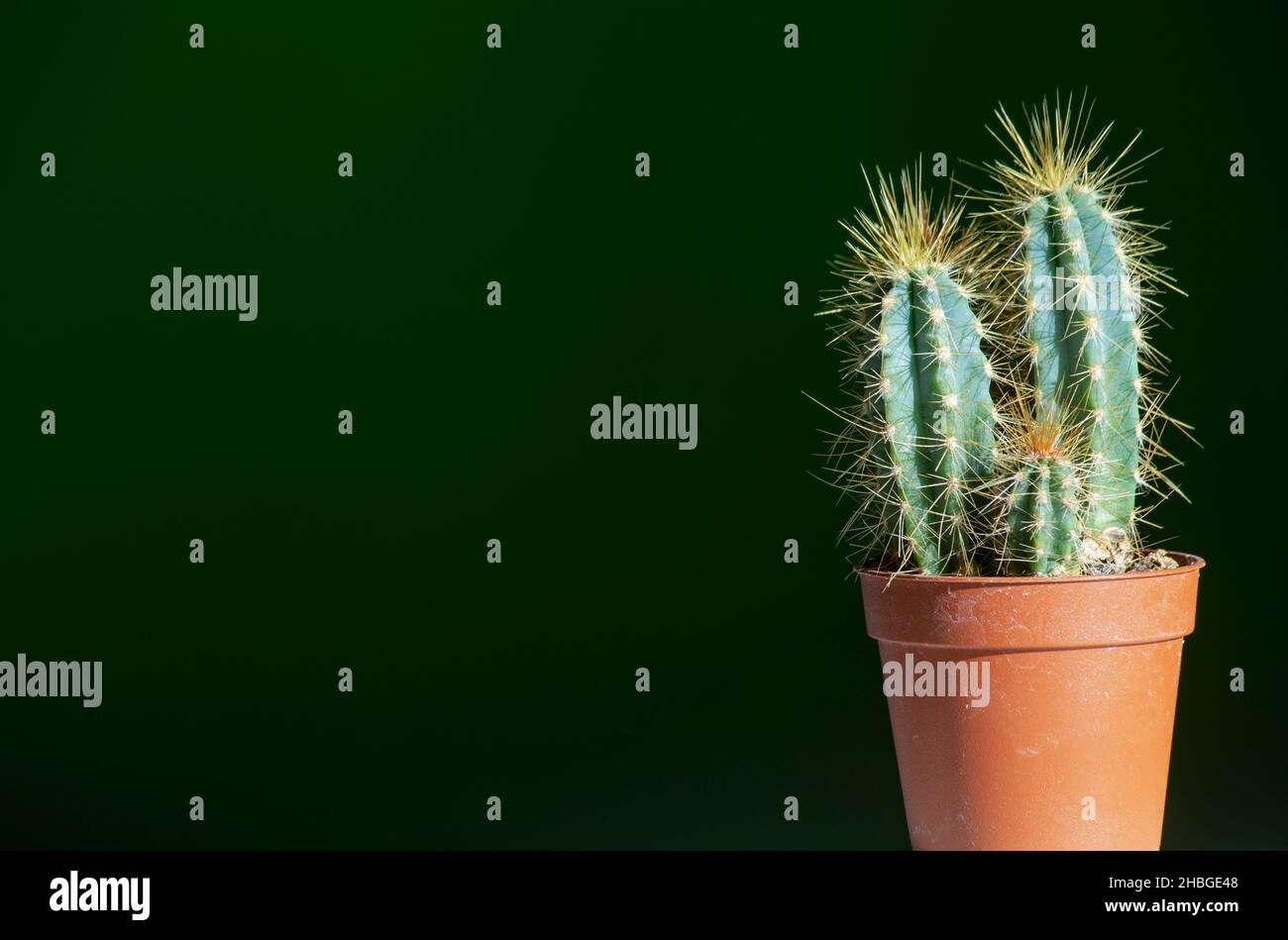 Una piccola pianta di un cactus, pilosococereus pachycladus in una pentola per decorazione interna. Immagine orizzontale, sfondo verde scuro, fuoco selettivo, copia spa Foto Stock