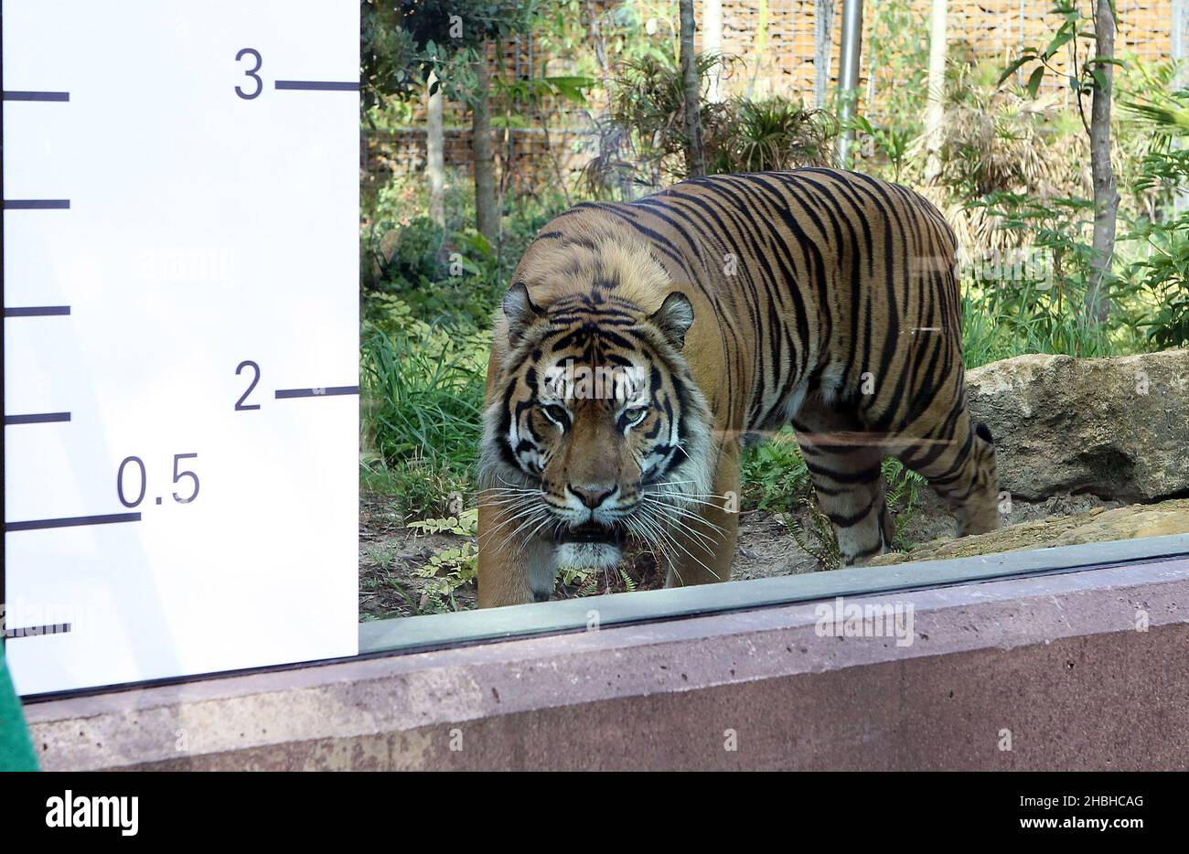 Jae Jae, la Tiger Sumatran viene misurata durante la presa annuale di pesi e dimensioni presso lo Zoo di Londra nel Regents Park nel centro di Londra. Foto Stock