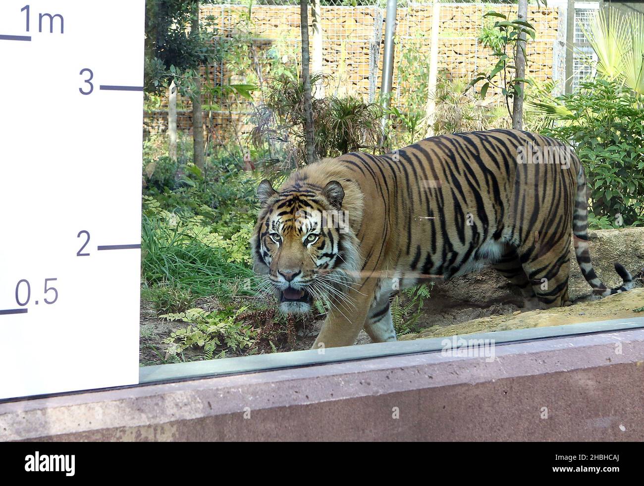 Jae Jae, la Tiger Sumatran viene misurata durante la presa annuale di pesi  e dimensioni presso lo Zoo di Londra nel Regents Park nel centro di Londra  Foto stock - Alamy