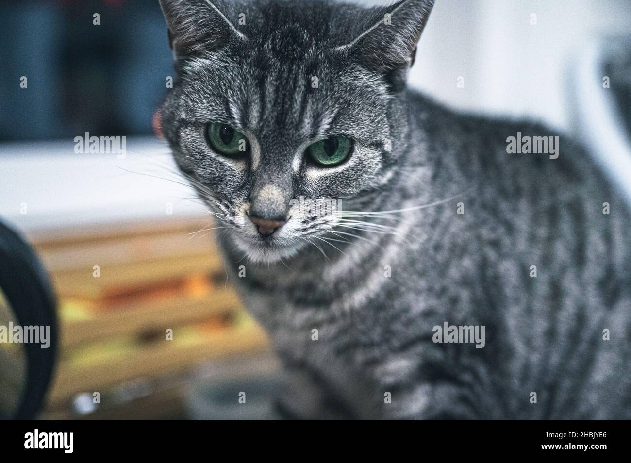 Un gatto europeo con occhi verdi Foto Stock