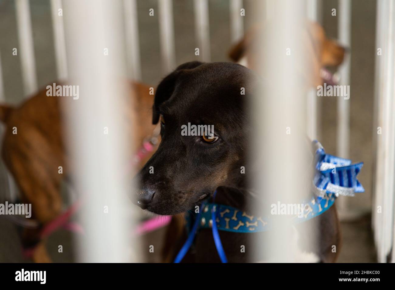 Goiânia, Goias, Brasile – 18 dicembre 2021: Alcuni cani, in una penna, disponibili in una fiera di adozione degli animali randagi. Foto Stock