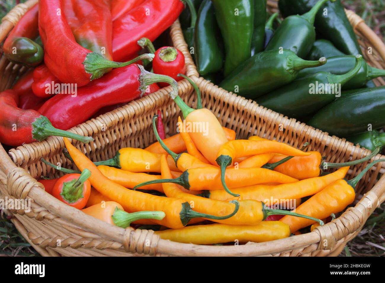 Peperoni di Poblano con peperoni rossi asiatici e peperoni gialli al peperoncino Foto Stock