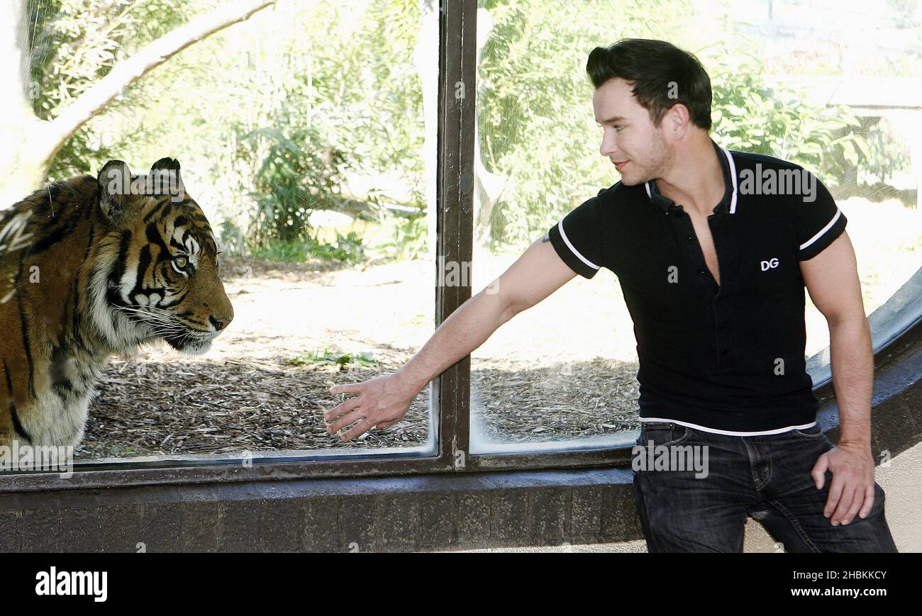 Stephen Gately si impegna a sostenere la conservazione benefica 21st Century Tiger per sensibilizzare la ZSL London Zoo sulla minaccia di estinzione delle tigri. Foto Stock