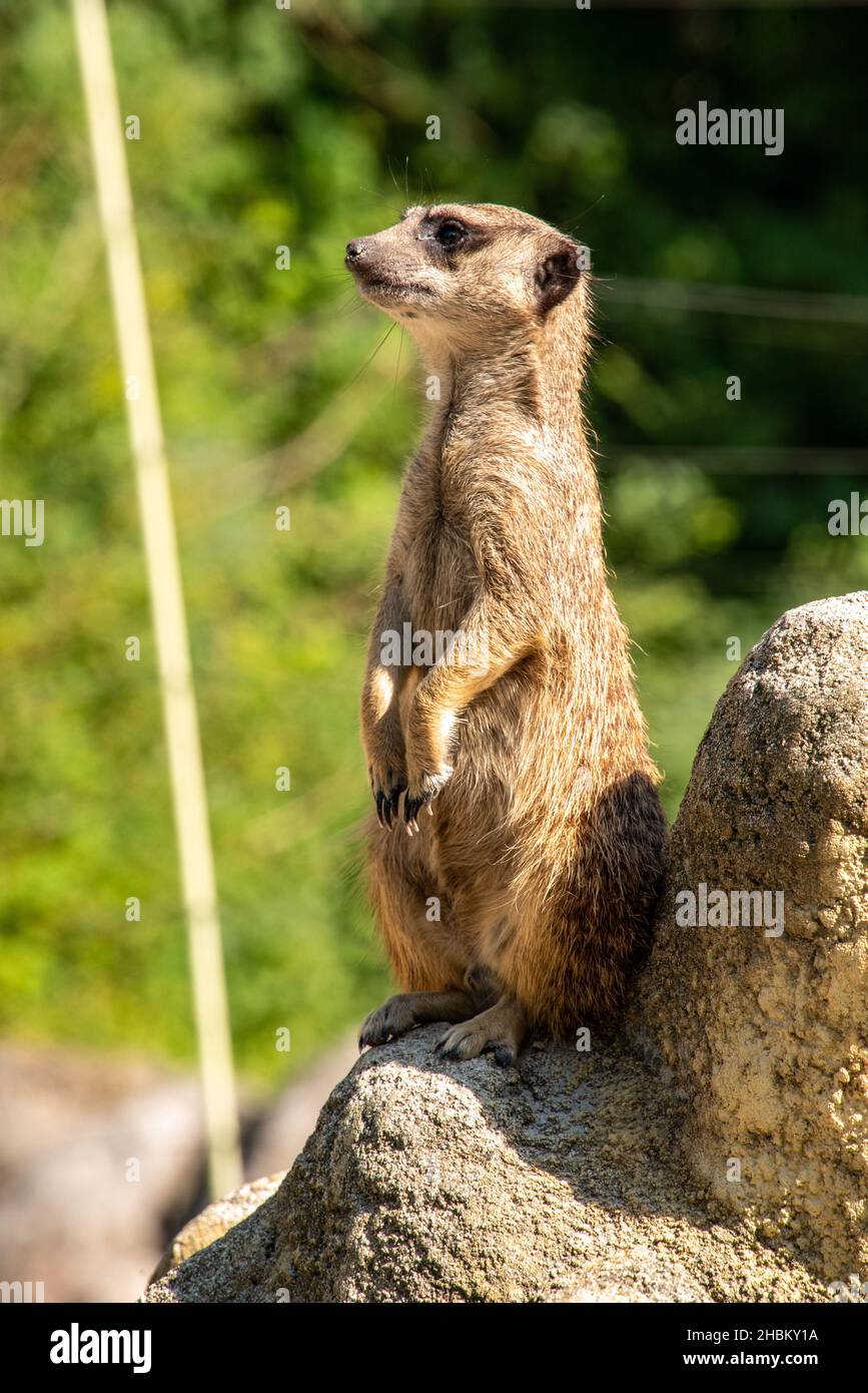 Un meerkat che custodisce la sua famiglia da una roccia, Hellabrunn Zoo a Monaco di Baviera, Germania Foto Stock